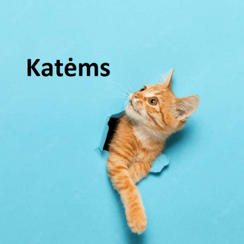 Katėms