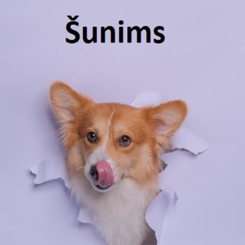 Šunims